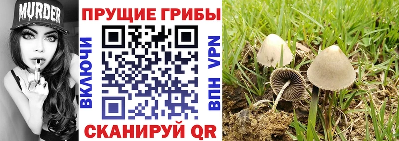 Псилоцибиновые грибы Magic Shrooms  наркота  Александров 