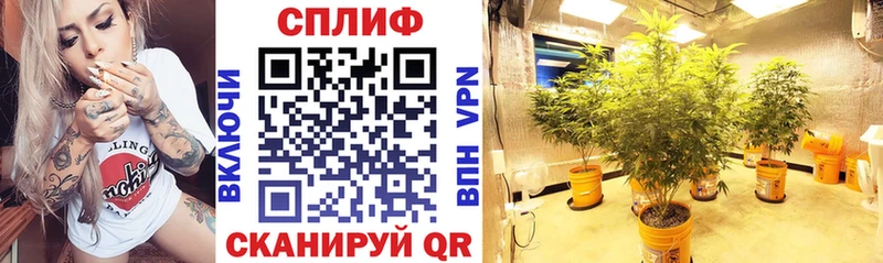 купить наркоту MEGA рабочий сайт МАРИХУАНА SATIVA & INDICA Александров